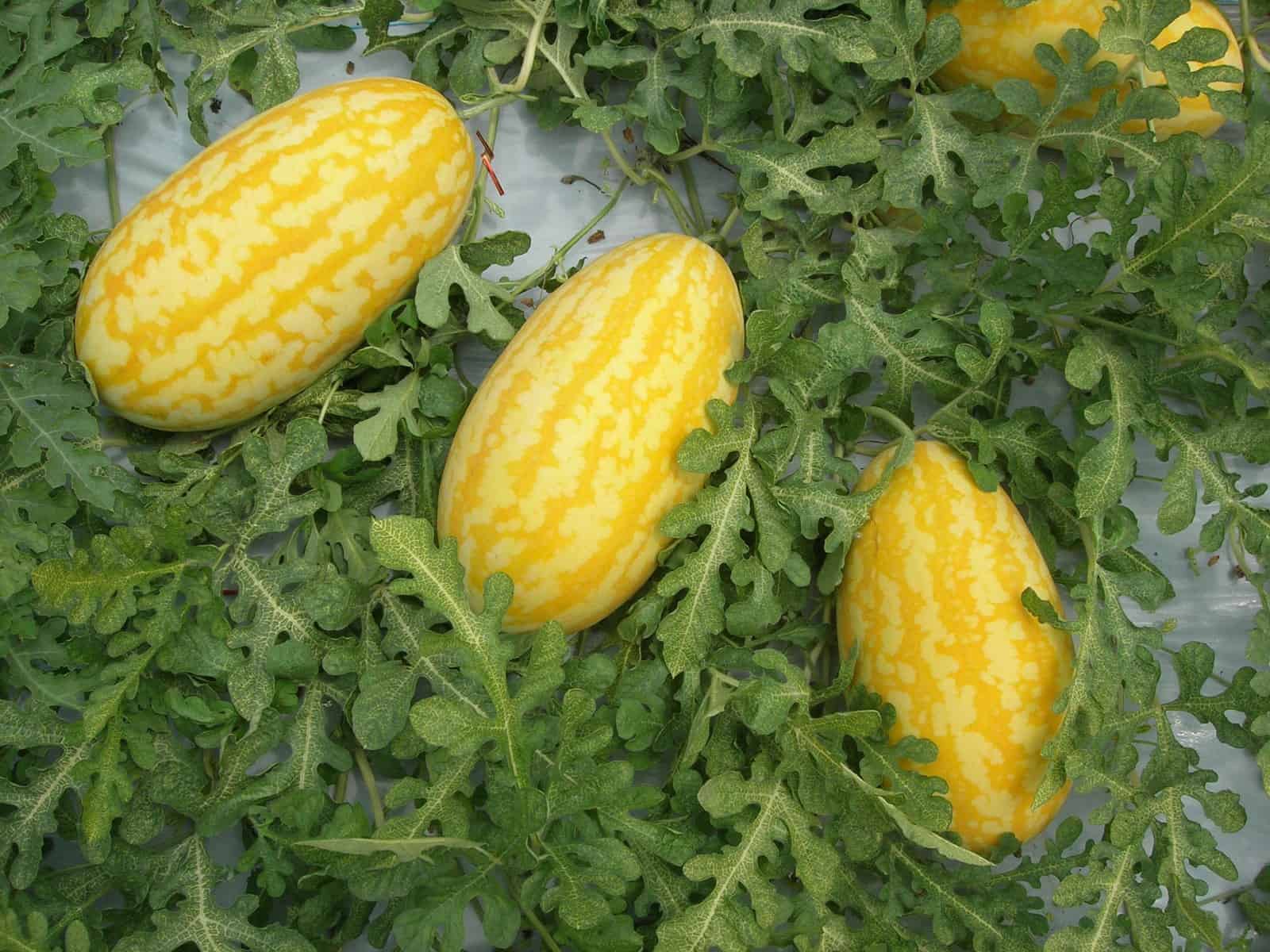 Gold in gold watermelon seeds for summer harvest